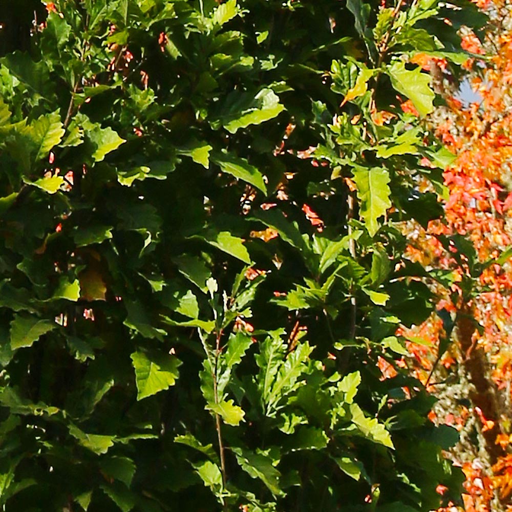 Beacon Swamp White Oak Tree