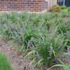 Big Blue Liriope Plant