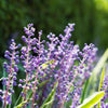 Big Blue Liriope Plant