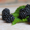 Black Satin Thornless Blackberry Bush