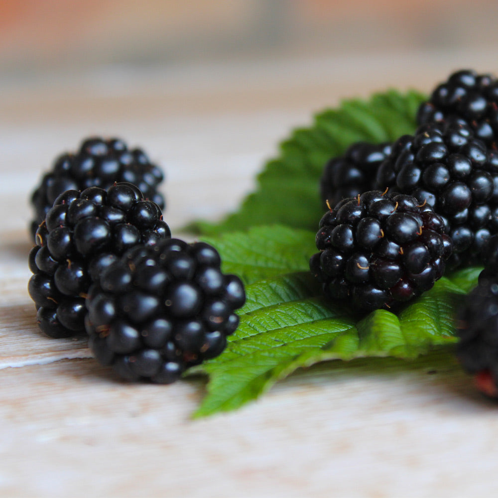 Black Satin Thornless Blackberry Bush