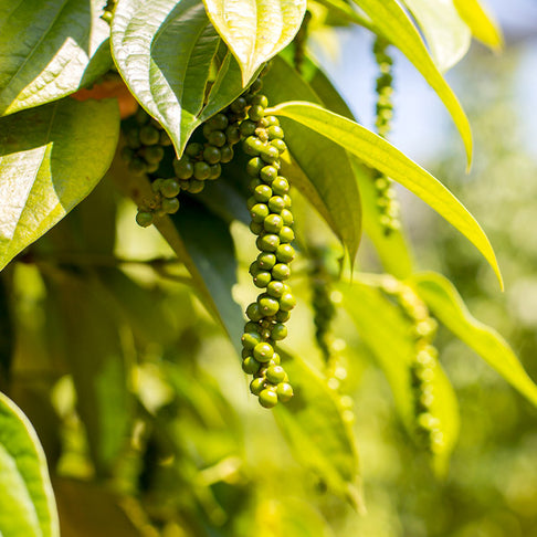 Black Pepper Plant