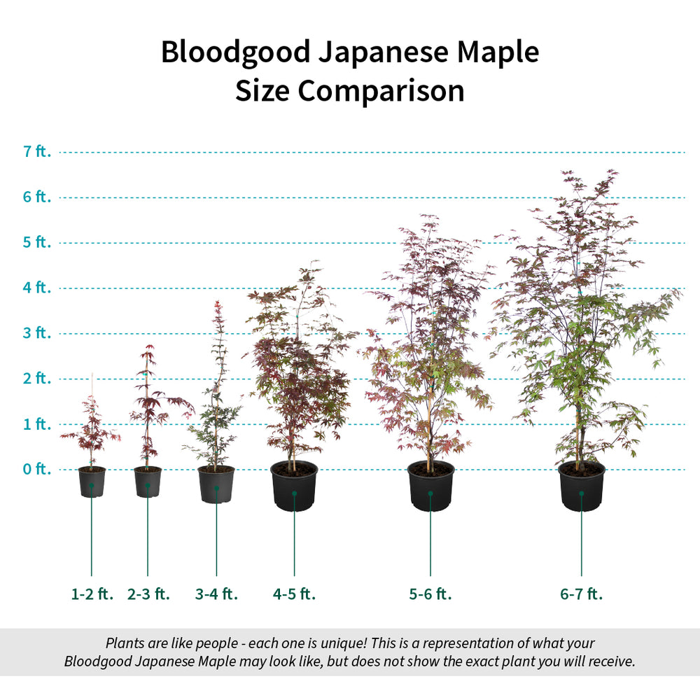 Bloodgood Japanese Maple