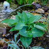 Blue Angel Hosta Plant