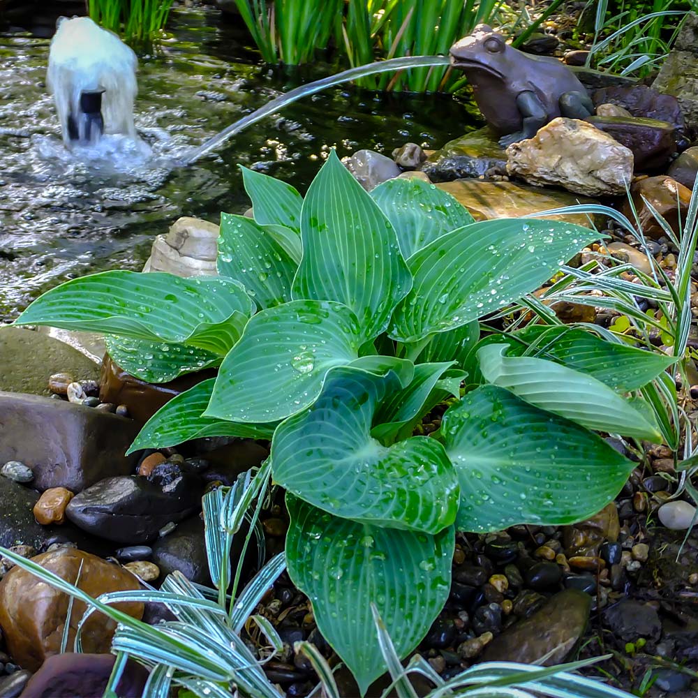 Blue Angel Hosta Plant