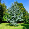 Blue Atlas Cedar Tree
