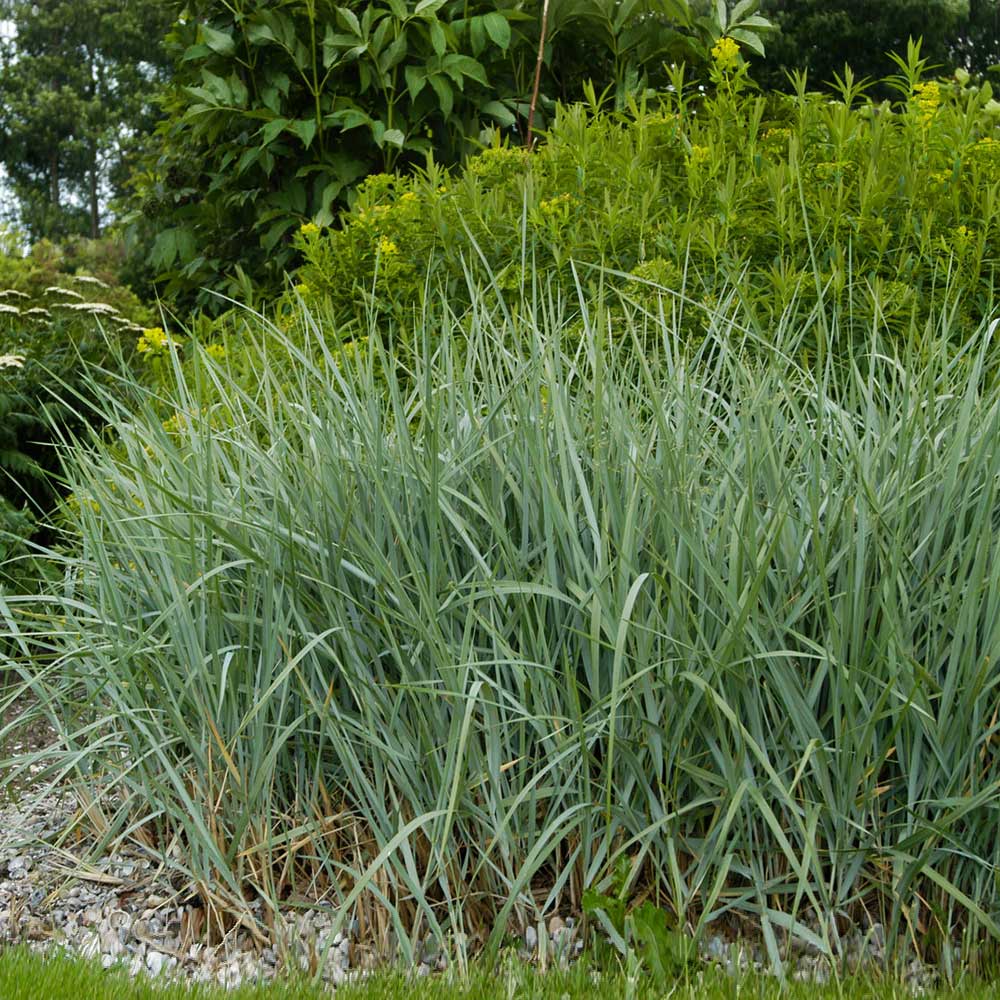 Blue Dune Lyme Grass