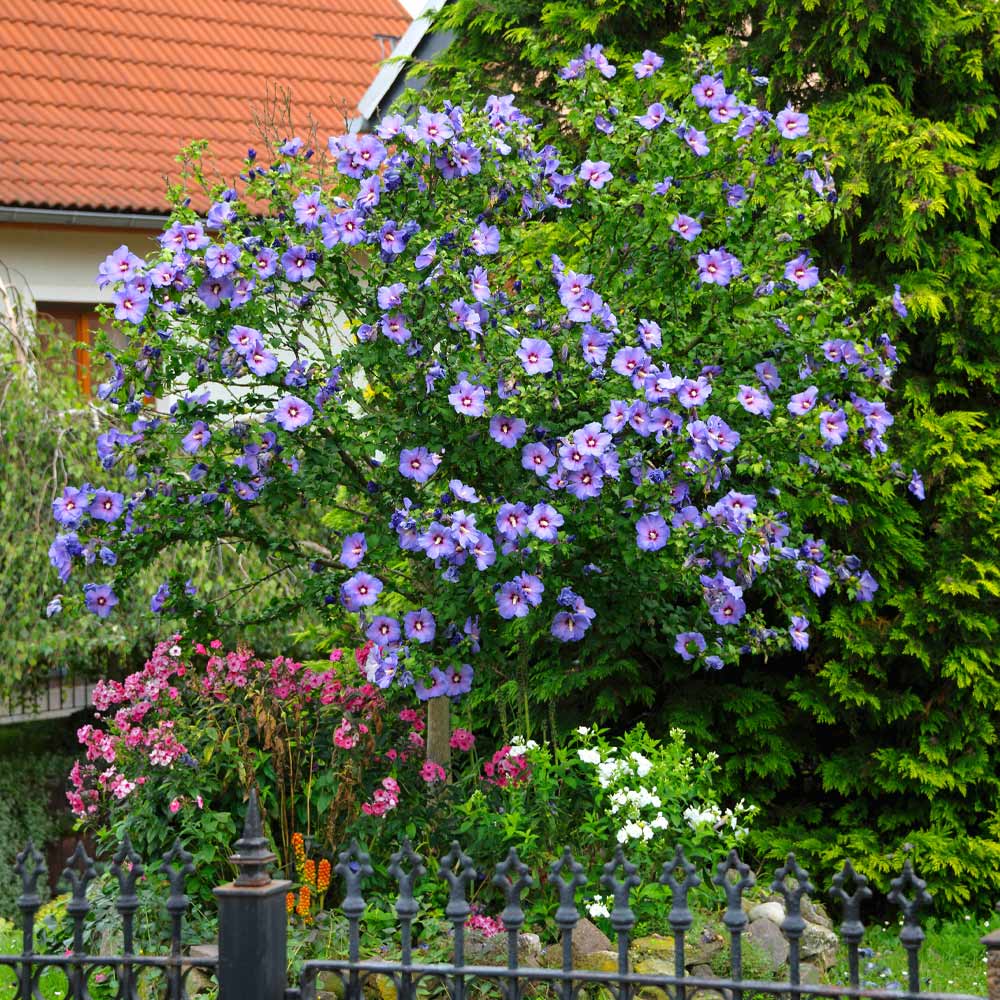Azurri Blue Satin® Rose of Sharon Althea Tree
