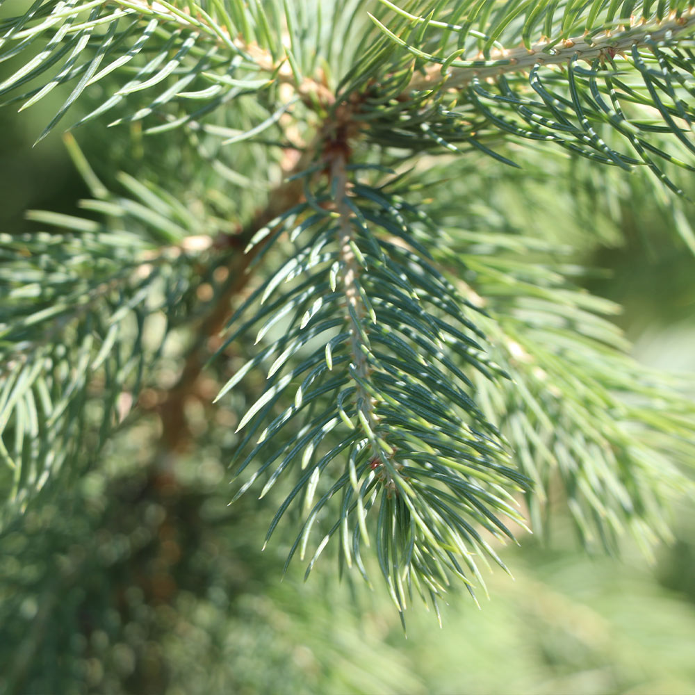 Blue Wonder Spruce Tree