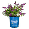 Blueberry Pie Butterfly Bush