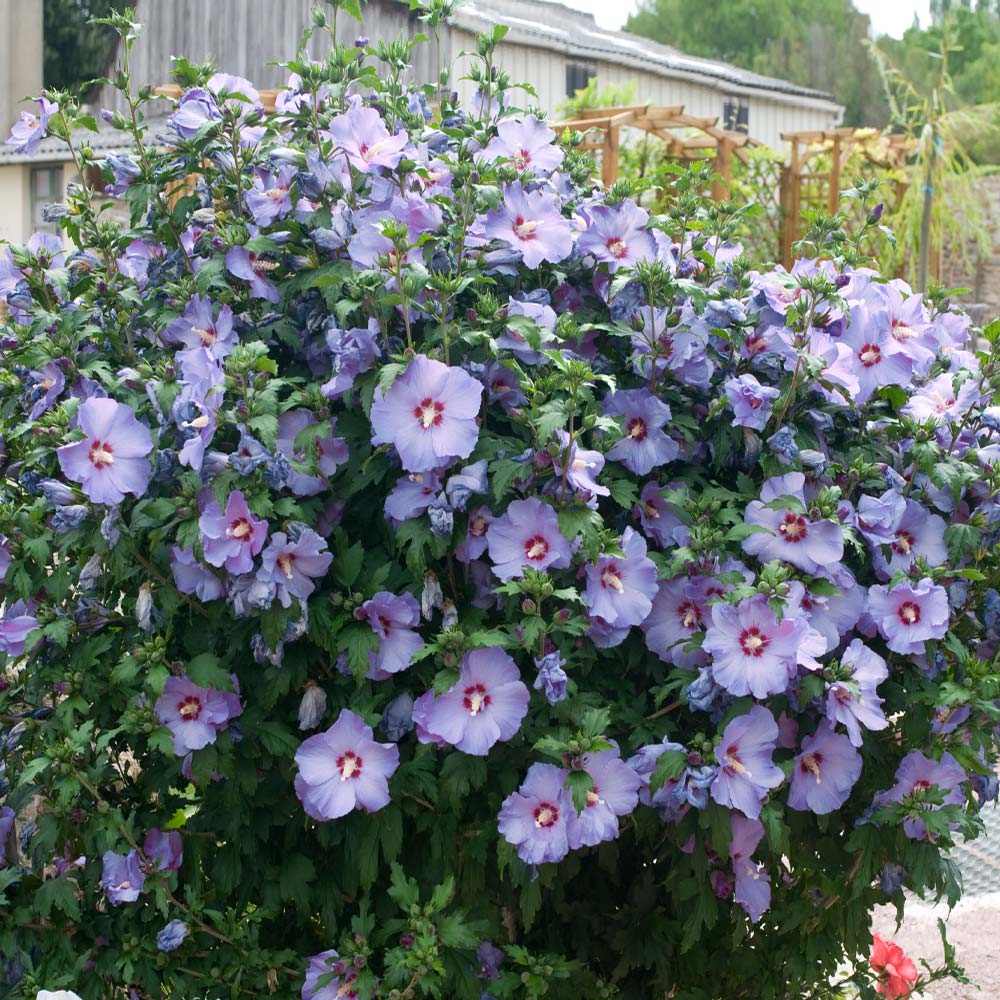 Bluebird Rose of Sharon Hibiscus Shrub