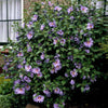 Bluebird Rose of Sharon Hibiscus Shrub