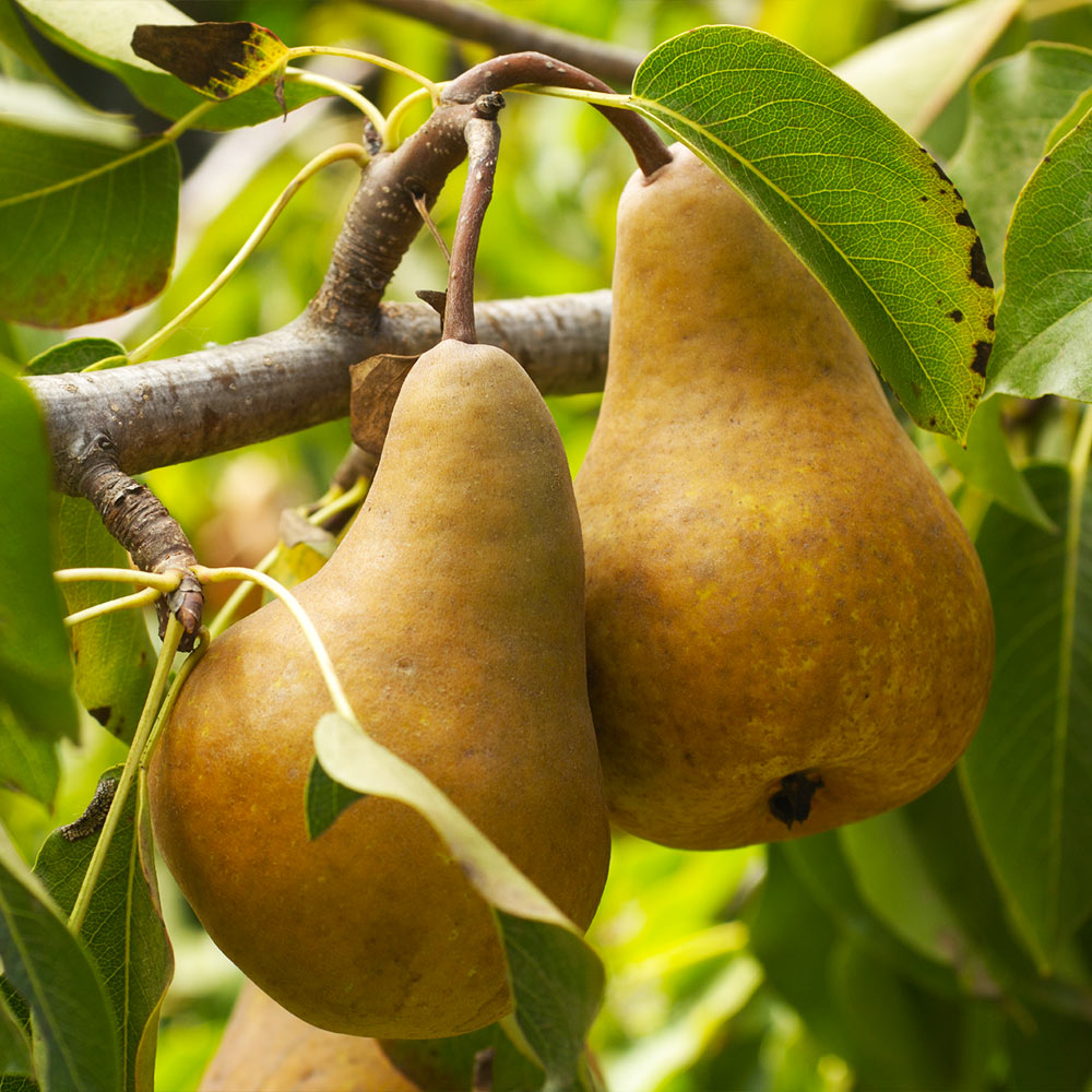 Bosc Pear Tree