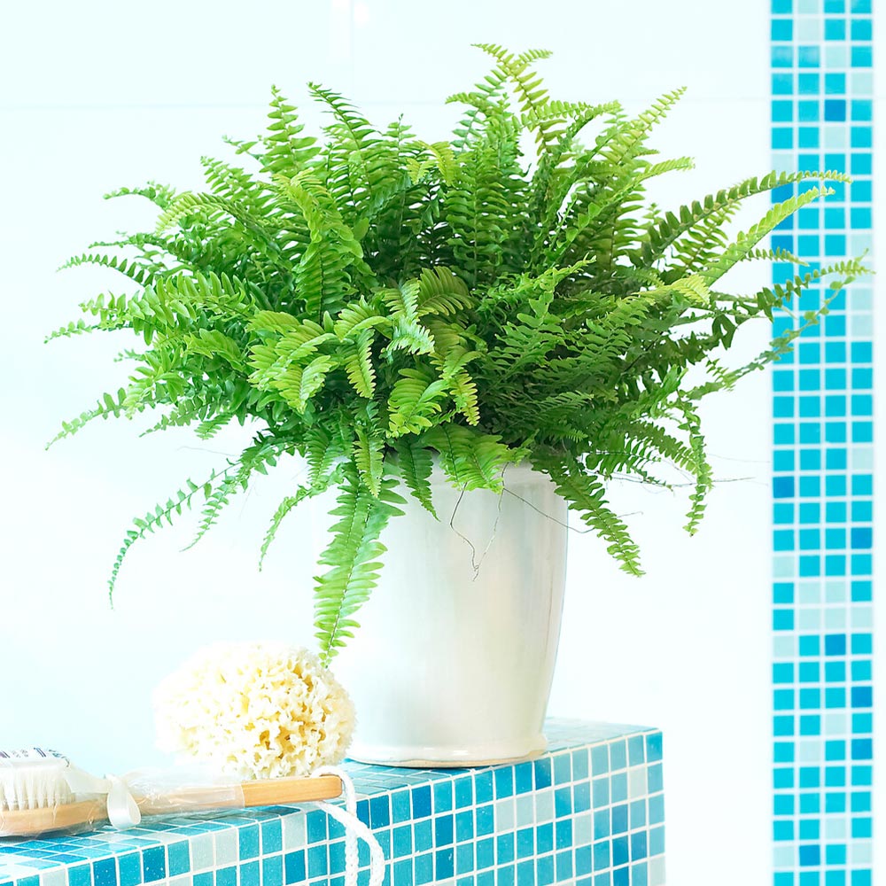 Boston Fern