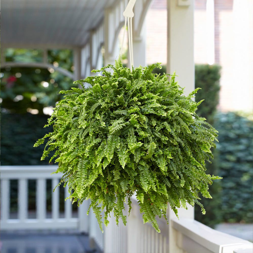 Boston Fern