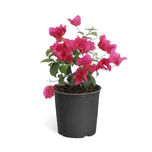 Barbara Karst Bougainvillea Shrub