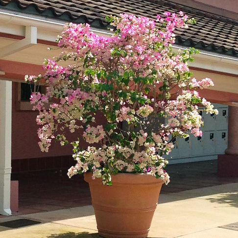 Thai Delight Bougainvillea Vine