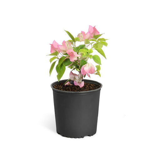 Thai Delight Bougainvillea Shrub