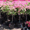 Thai Delight Bougainvillea