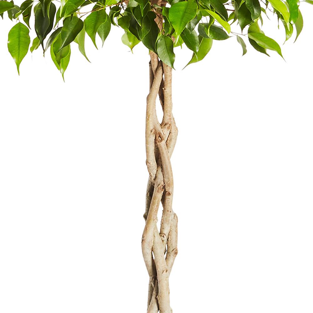 Braided Benjamina Ficus Tree
