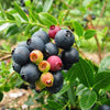 Bushel and Berry® Blueberry Glaze™ Blueberry Bush