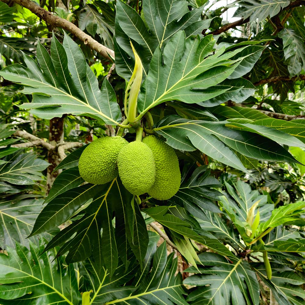 Breadfruit Tree