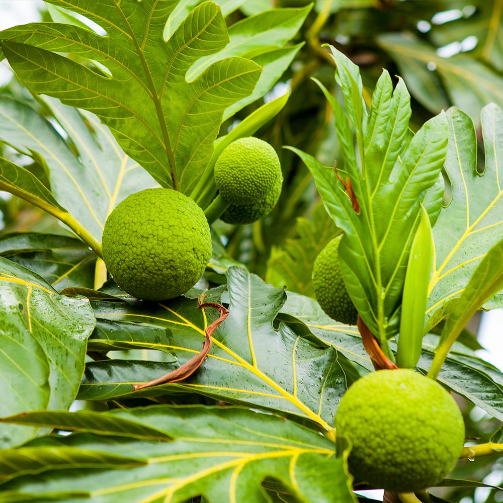 Breadfruit Tree