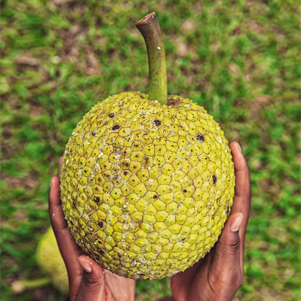 Breadfruit Tree