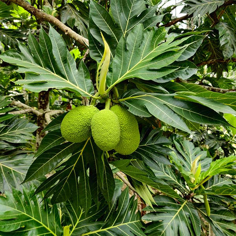 Breadfruit Tree