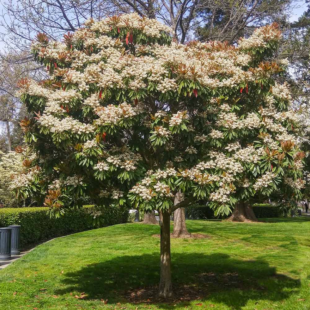 Bronze Loquat