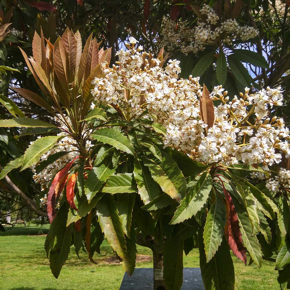 Bronze Loquat