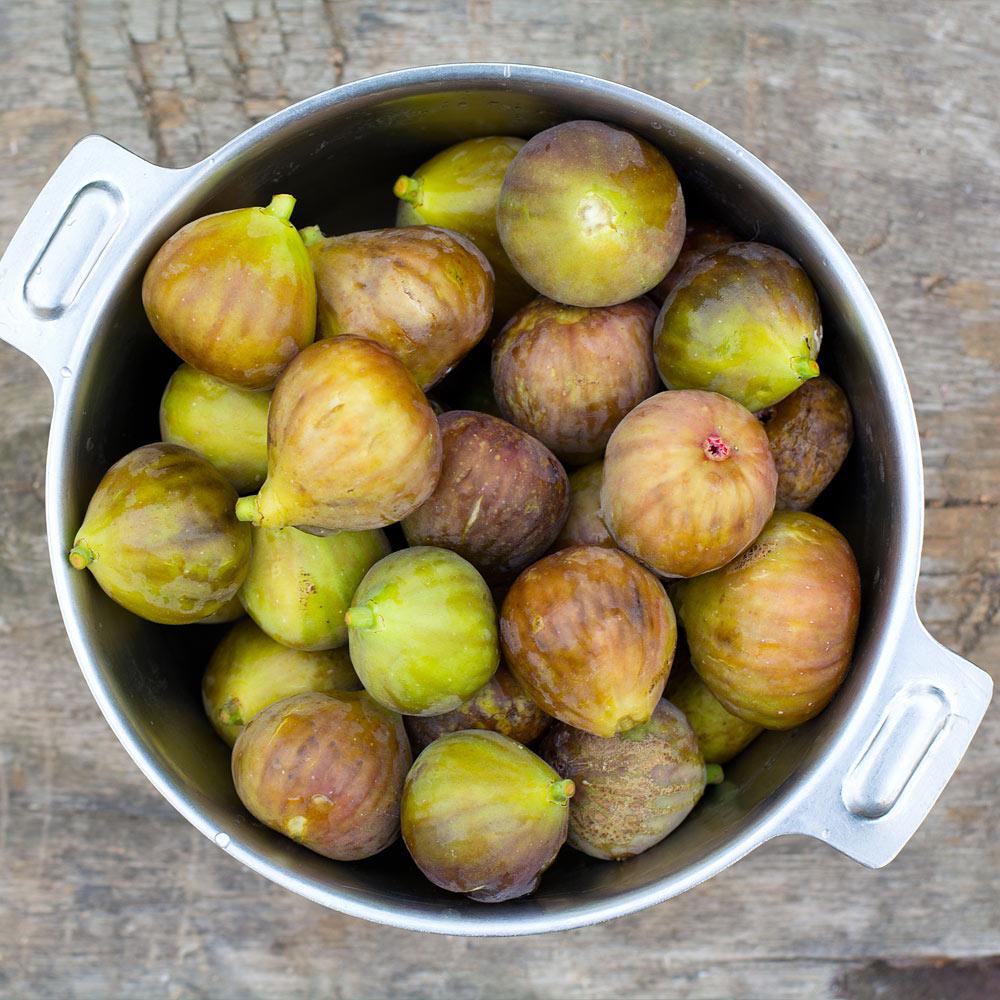 Brown Turkey Fig Tree