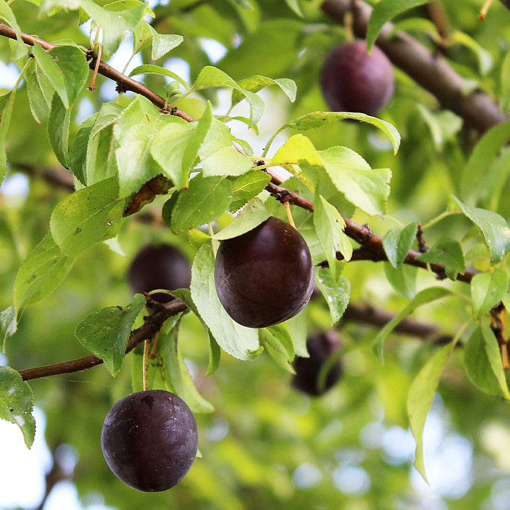 Burgundy Plum Tree California