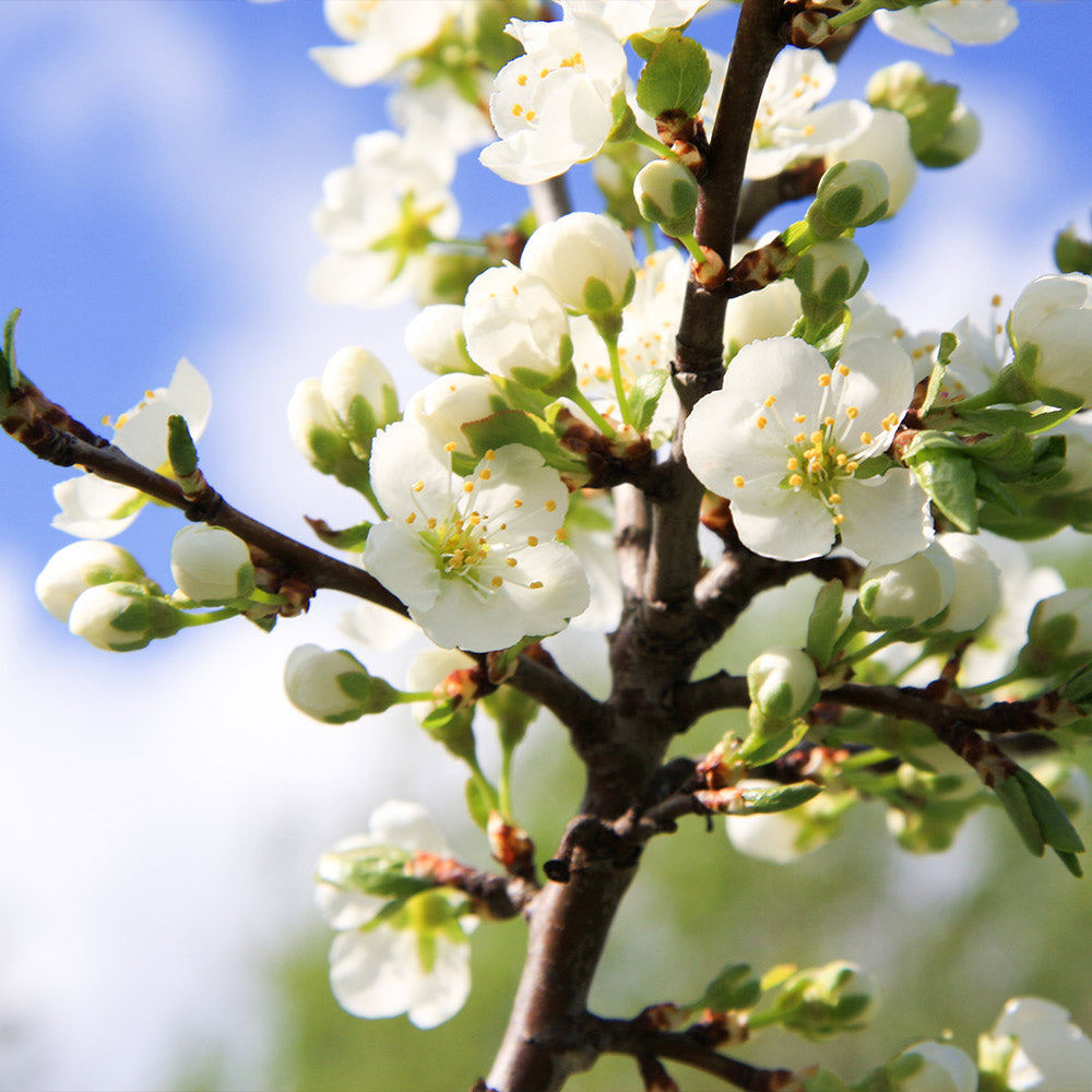 Burgundy Plum Tree California