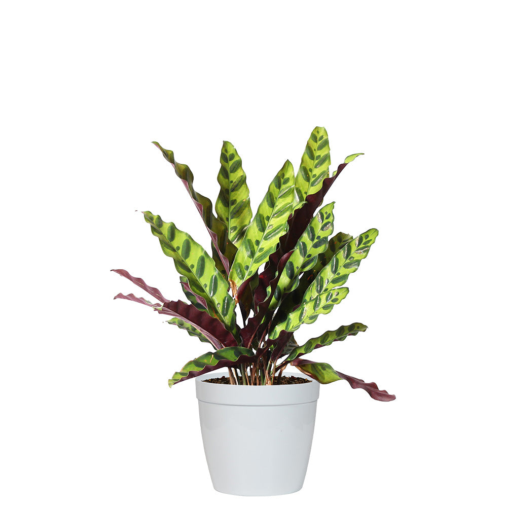 Rattlesnake Plant