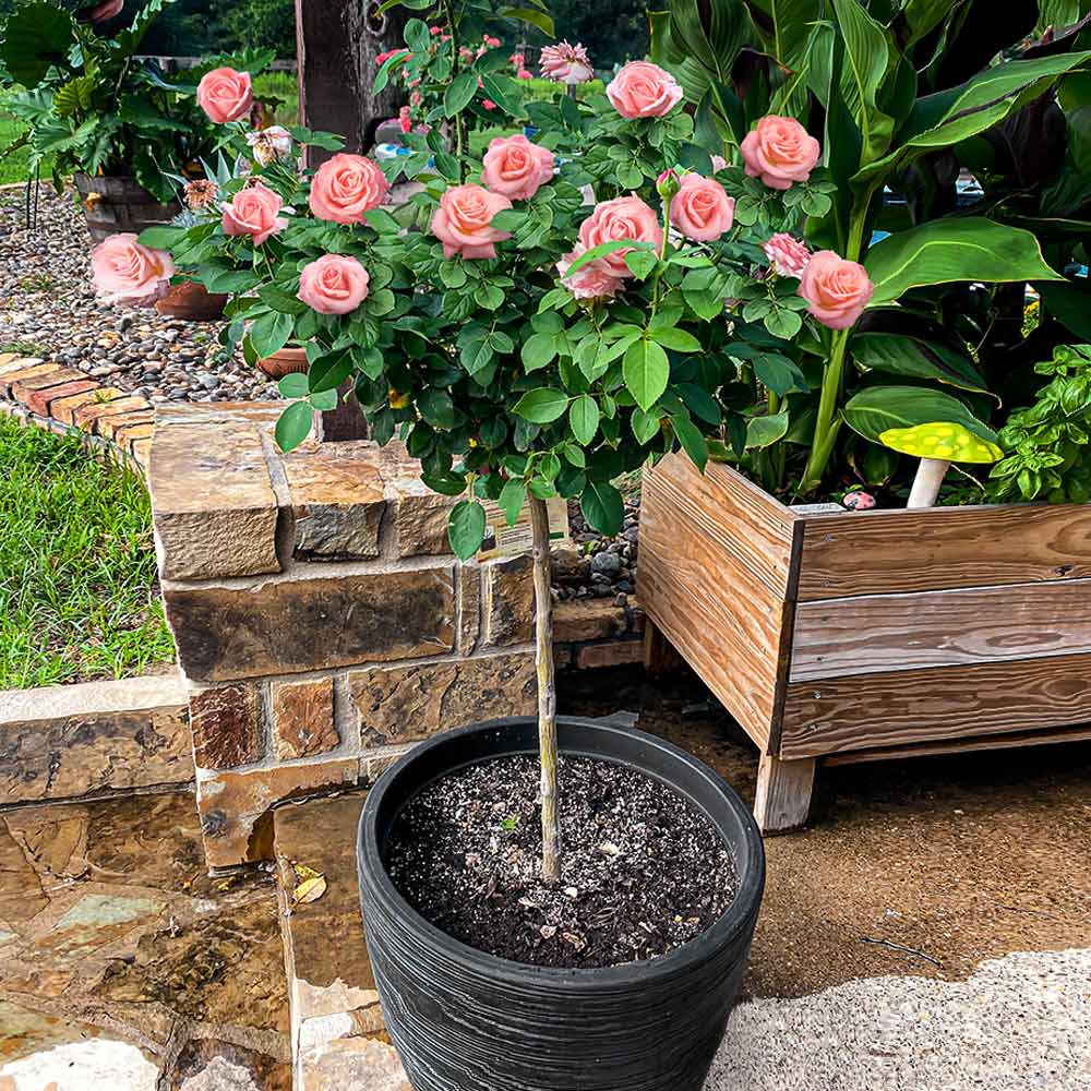 Cherish Rose Tree