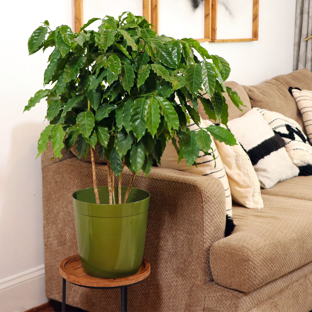 Arabica Coffee Plant - USDA Organic