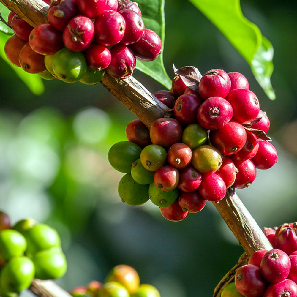 Arabica Coffee Plant - USDA Organic