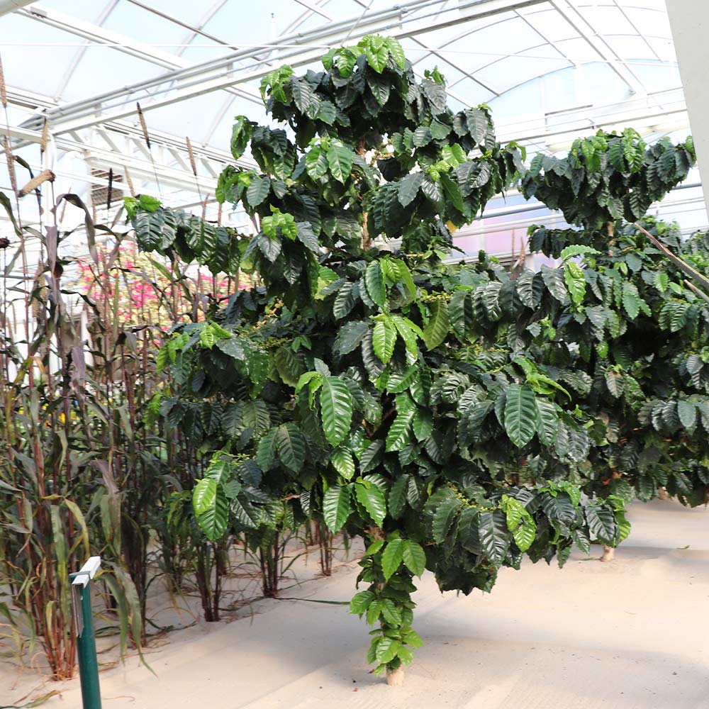 Arabica Coffee Plant - USDA Organic
