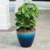 Arabica Coffee Plant - USDA Organic