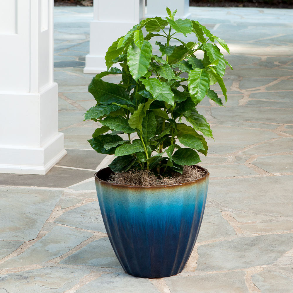 Arabica Coffee Plant - USDA Organic