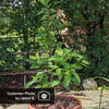 Cold Hardy Avocado Tree