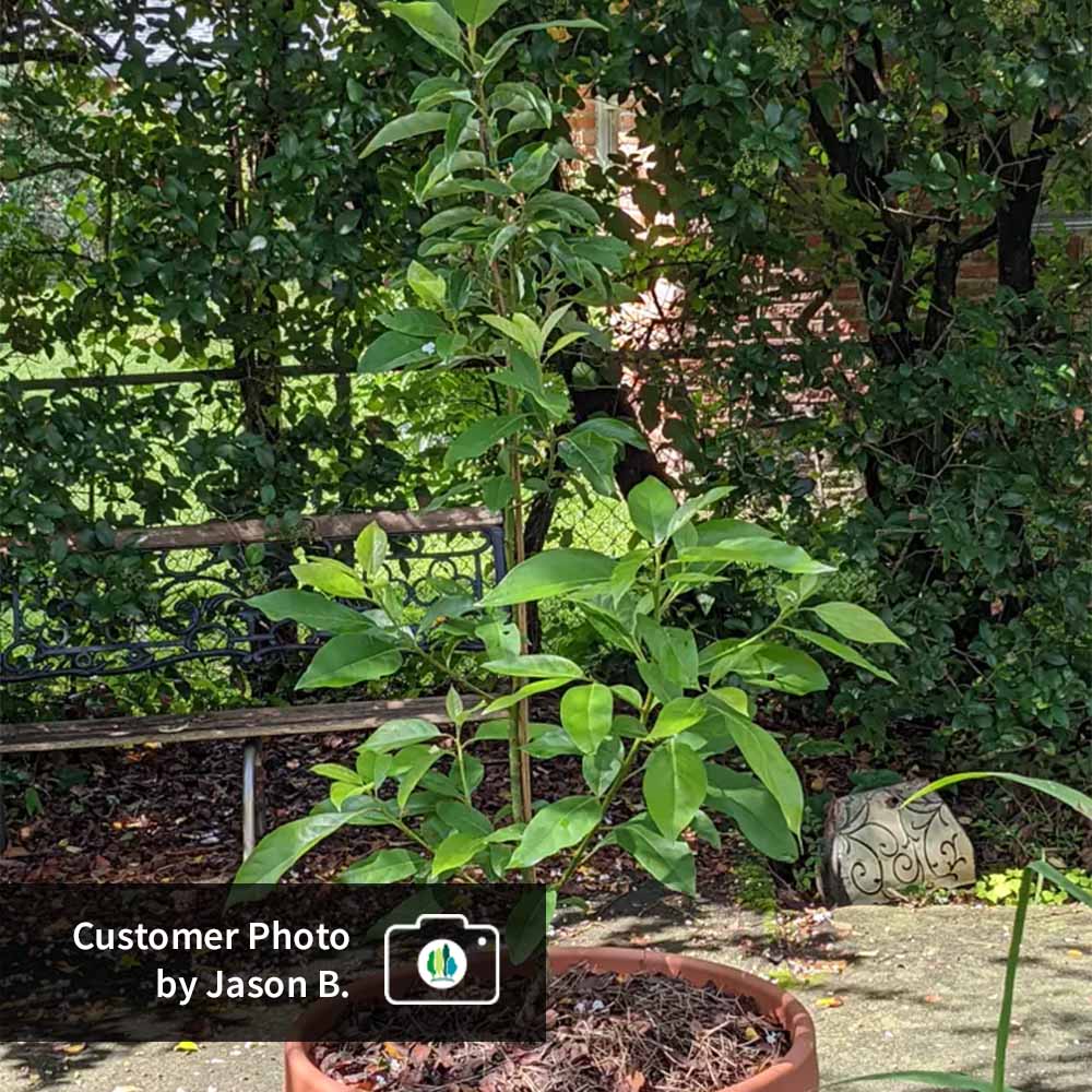 Cold Hardy Avocado Tree