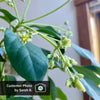 Cold Hardy Avocado Tree
