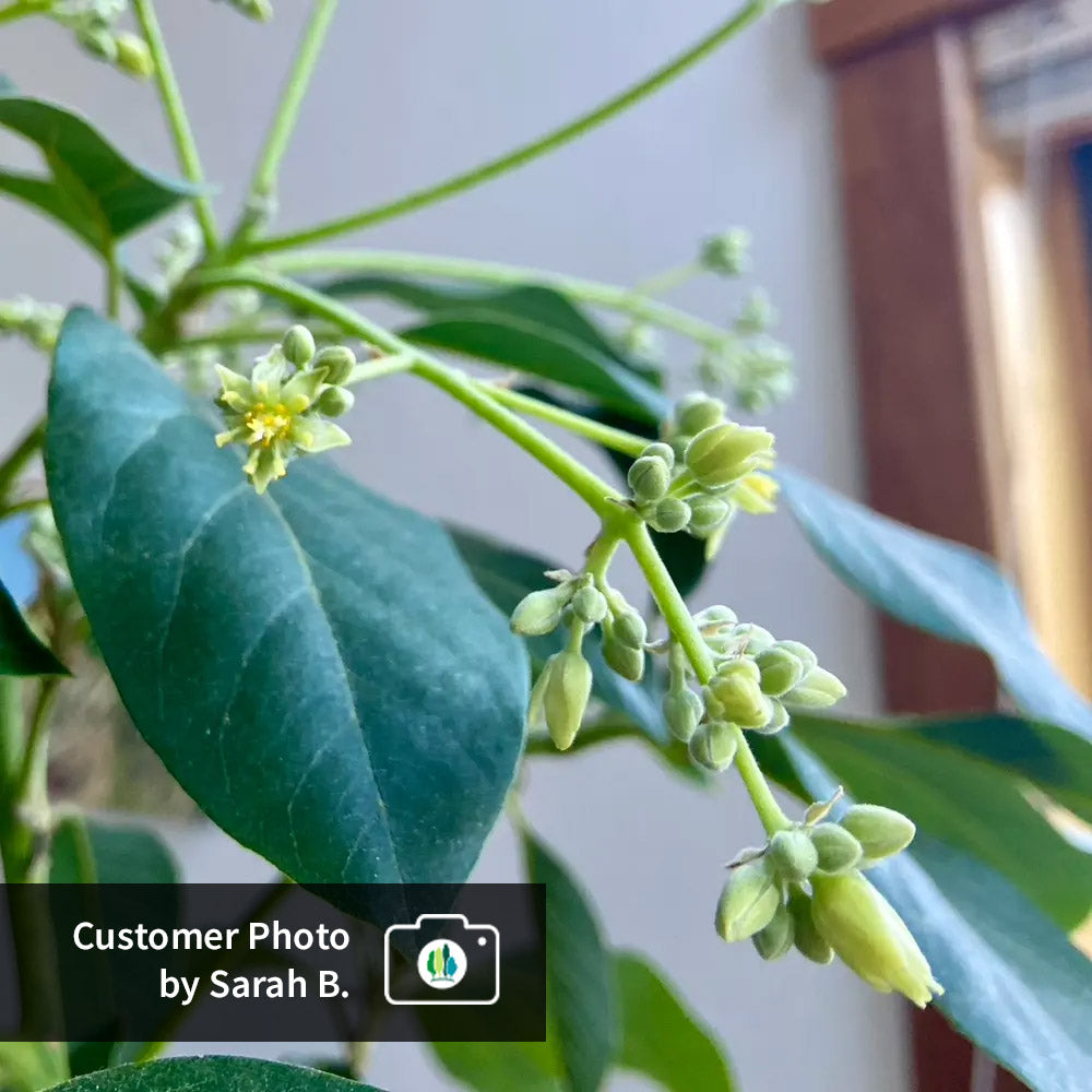Cold Hardy Avocado Tree
