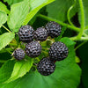 Jewel Black Raspberry