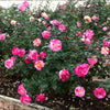 Camille Pissarro™ Rose