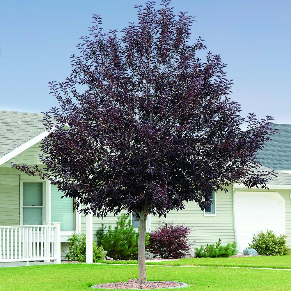 Canada Red Chokecherry Tree