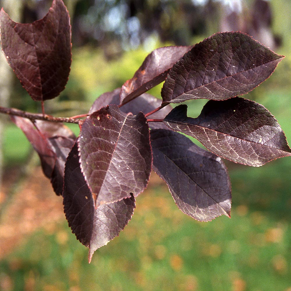 Canada Red Chokecherry Tree