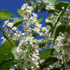 Canada Red Chokecherry Tree